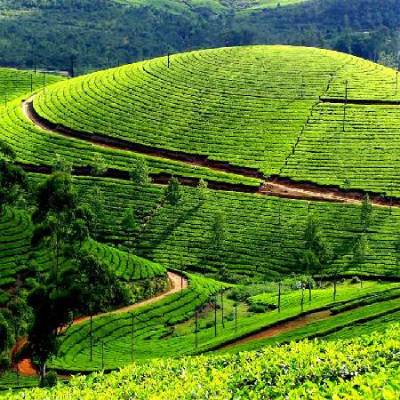 MUNNAR-THEKKADY- GAVI-VAGAMON TOUR (4N5D ) 23/04/25 - 27/04/25